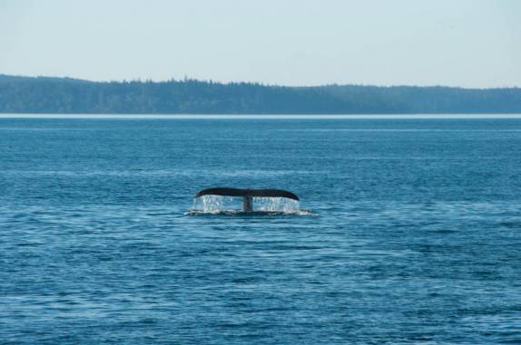 A enorme calda de uma baleia Humpback durante passeio de barco em Telegraph Cove, na Vancouver Island, na Columbia Britânica, costa oeste do Canadá